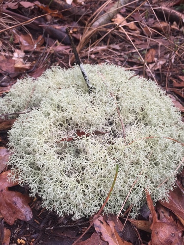 Dixie Reindeer Lichen