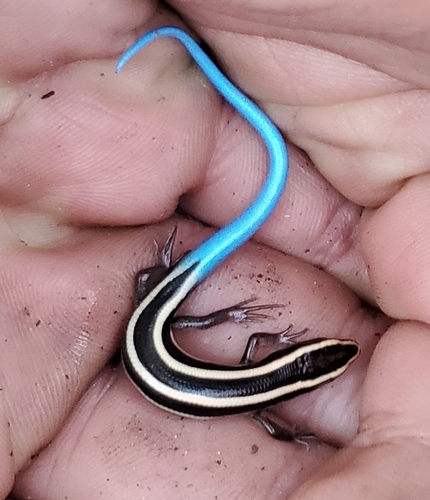 iNaturalist observation photo of Gilbert's Skink
