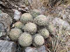 Escobaria chihuahuensis