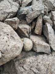 Escobaria chihuahuensis