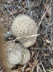 Escobaria chihuahuensis