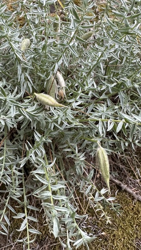 Acanthaceae observed 2023-08-01