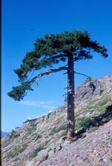 Pinus nigra laricio