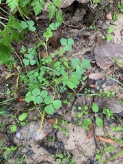 Magnoliopsida
