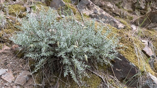 Acanthaceae observed 2023-08-01