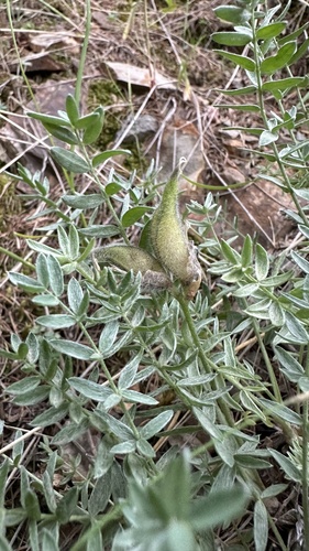 Acanthaceae observed 2023-08-01