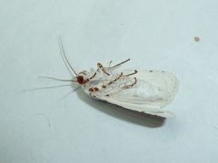 Chasmina pulchra