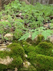 Bryophyta