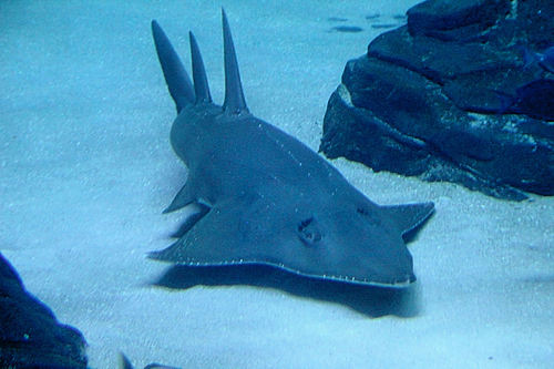 Glaucostegidae