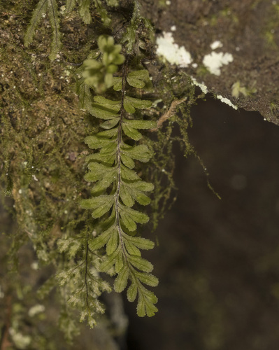 Image of Hymenophyllum falklandicum by (c) Pablo Silva, some rights reserved (CC BY)