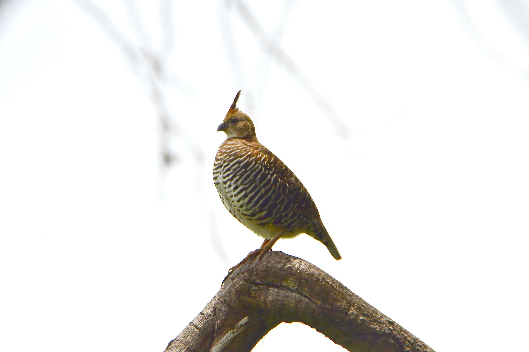 Banded Quail (Philortyx fasciatus), photo 8