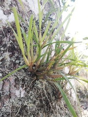 Scaphyglottis