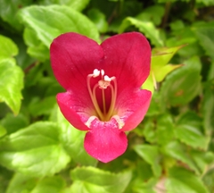 Lophospermum