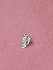 Prochasma dentilinea