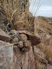 Escobaria chihuahuensis