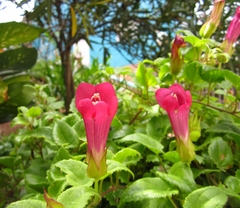 Lophospermum