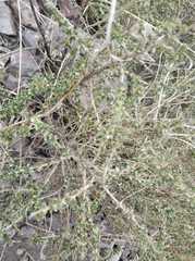 Brickellia spinulosa