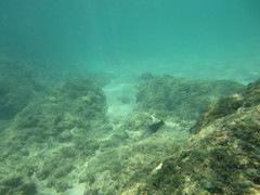 Acanthurus leucopareius