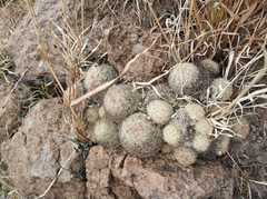 Escobaria chihuahuensis