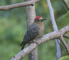 Melanerpes rubricapillus