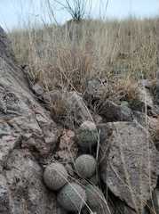 Escobaria chihuahuensis