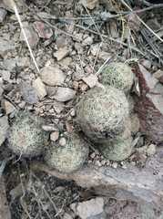 Escobaria chihuahuensis