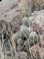 Escobaria chihuahuensis