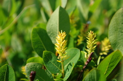 Salix myrtilloides