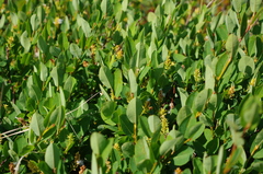 Salix myrtilloides