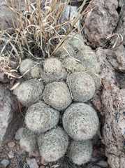 Escobaria chihuahuensis