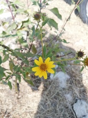 Verbesina hypoglauca