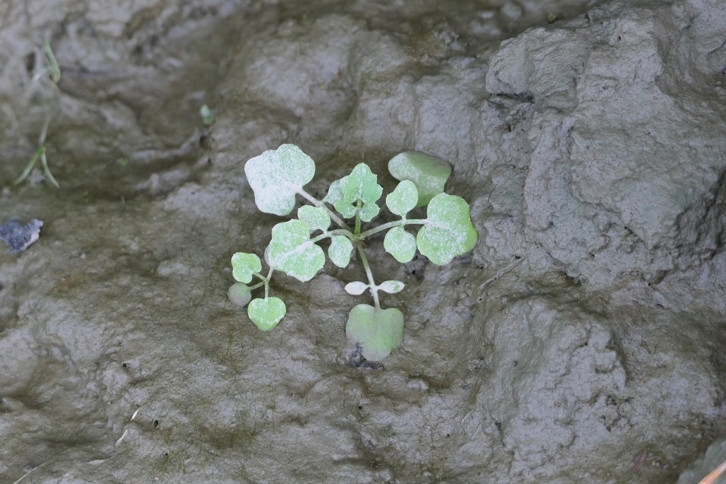 Cardamine longii