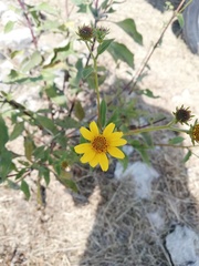 Verbesina hypoglauca