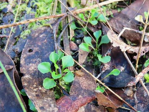 Image of Viola cleistogamoides by (c) Elspeth Swan, some rights reserved (CC BY)