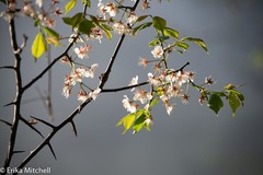 Prunus nigra