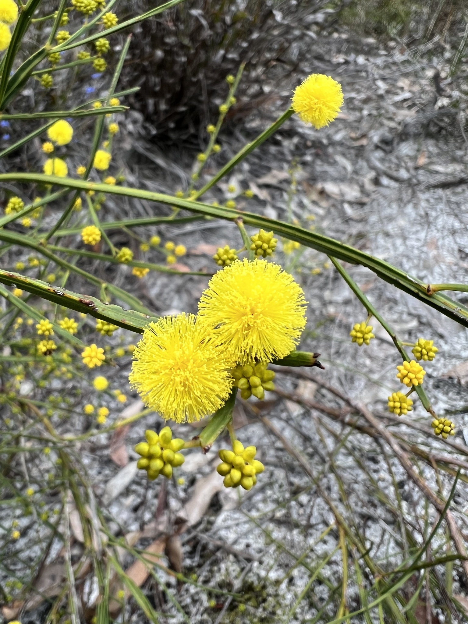 Acacia extensa