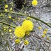Wiry Wattle - Photo (c) pruedles, some rights reserved (CC BY-NC)