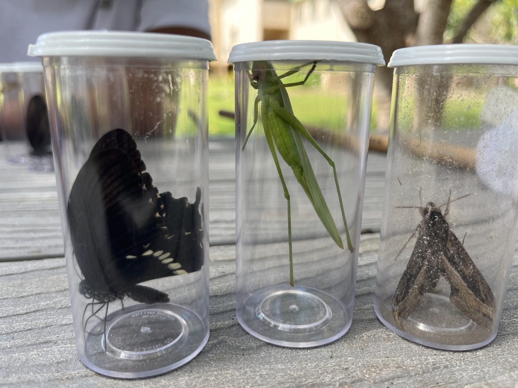 Katydids from University of Guam, Mangilao, Guam, US on August 22, 2023 ...