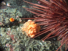 Alcyonium