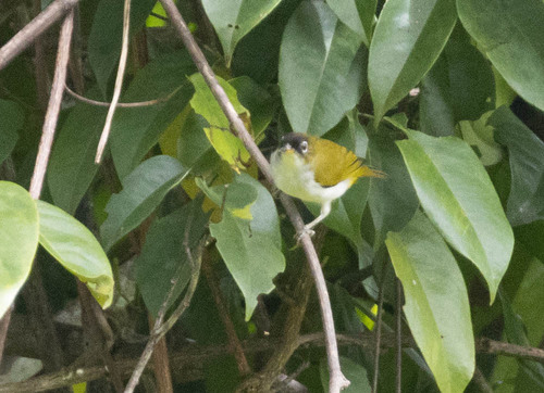 Cream-throated White-eye (Zosterops atriceps), photo 5