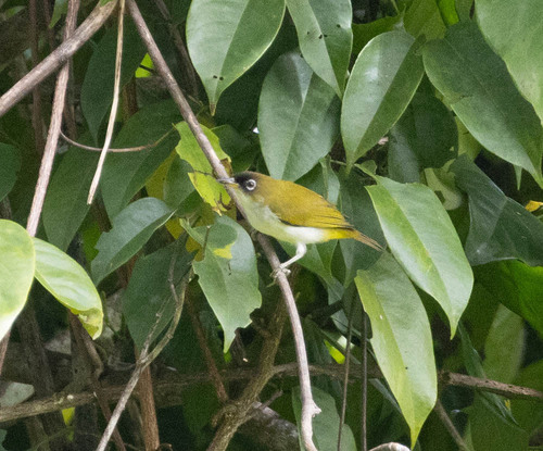 Cream-throated White-eye (Zosterops atriceps), photo 6