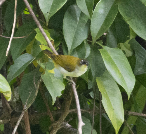 Cream-throated White-eye (Zosterops atriceps), photo 9