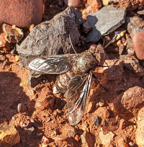 Neosardus nigratus