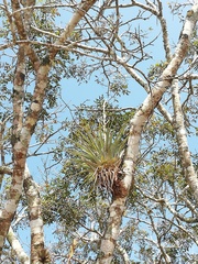 Tillandsia elusiva