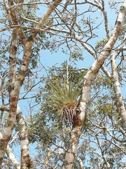 Tillandsia elusiva
