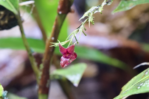 Image of Scaphosepalum odontochilum by no rights reserved