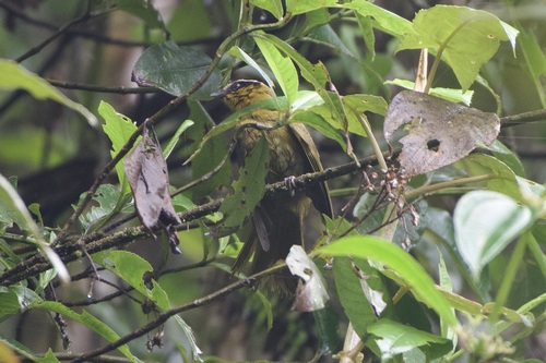 Black-capped Hemispingus (Kleinothraupis atropileus), photo 10