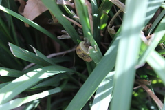 Cornu aspersum