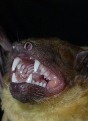 Giant House Bat photo 3