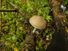 Pluteus plautus